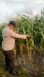 Polsek Minas Pantau Jagung Pipil Usia 101 Hari, Dukung Ketahanan Pangan di Kampung Mandiangin