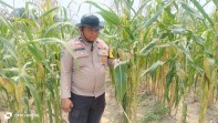 Jagung Poktan Dahlia Kuning di Minas Capai Tinggi 2,1 Meter, Kapolsek Kompol Syahrizal: Bukti Ketahanan Pangan Nasional Terus Berjalan