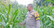 Usia 21 Hari, Jagung Pipil di Mandiangin Tumbuh Subur, Polisi Siapkan Langkah Lanjutan Ketahanan Pangan Nasional 