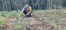 Bhabinkamtibmas Polsek Minas Cek Perkembangan Jagung Kuartal II di Minas Jaya, Kapolsek Kompol Syahrizal: Perawatan Awal Jadi Kunci Hasil Panen