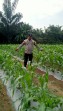 Bhabinkamtibmas Rutin Cek Perkembangan Jagung Pipil Usia 32 Hari di Kampung Mandiangin