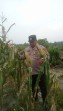 Polisi Pantau Perkembangan Jagung Pipil Usia 107 Hari di Lahan Warga Mandiangin