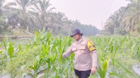 Polsek Minas Cek Perkembangan Jagung Pipil Warga di Minas Timur, Tanaman Tumbuh Baik