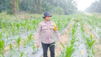 Jagung Pipil Usia 40 Hari Tumbuh Baik di Minas Timur, Polsek Minas Cek Perkembangan Program Ketahanan Pangan Nasional 