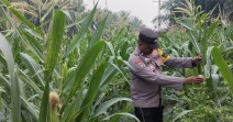 Bhabinkamtibmas Minas Timur Cek Perkembangan Jagung Pipil Usia 76 Hari