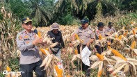 Dukung Program Ketahanan Pangan Presiden, Polsek Minas Panen Jagung Pipil Kuartal II