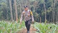 Bhabinkamtibmas Minas Jaya Cek Perkembangan Jagung Program Ketahanan Pangan