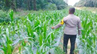 Bhabinkamtibmas Minas Timur Pantau Jagung Program Ketahanan Pangan di Lahan Warga