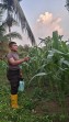 Polsek Minas Pantau Perkembangan Jagung Program Ketahanan Pangan, Tanaman Berusia 42 Hari Tumbuh Optimal