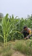 Polsek Minas Pantau Budidaya Jagung Pipil di Rantau Bertuah Terus Menunjukkan Perkembangan Positif