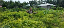 Dukung Swasembada Pangan, Bhabinkamtibmas di Pasir Penyu dan Sungai Lala Aktif Dampingi Petani