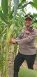 Separuh Tanaman Diserang Monyet, Bhabinkamtibmas Polsek Minas Pantau Jagung Ketahanan Pangan Nasional di Minas Jaya