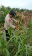Polsek Minas Cek Perkembangan Jagung Pipil Usia 78 Hari di Mandiangin, Tinggi Tanaman Capai 145 Sentimeter