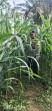 Bhabinkamtibmas Polsek Minas Cek Perkembangan Jagung Program Ketahanan Pangan Nasional, Tanaman Berusia 46 Hari