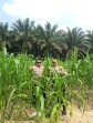 Usia 42 Hari, Tanaman Jagung Pipil di Rantau Bertuah Tumbuh hingga 1,8 Meter