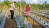 Dukung Ketahanan Pangan Nasional, Bhabinkamtibmas Desa Jatirejo Ajak Warga Optimalkan Lahan Pekarangan Untuk Budidaya Cabai