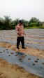 Bhabinkamtibmas Polsek Minas Cek Jagung Ketahanan Pangan Nasional Kuartal II di Minas Jaya, Separuh Tanaman Rusak Diserang Monyet