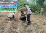 Polsek Minas Pantau Pertumbuhan Jagung Pipil di Lahan Warga, Usia 62 Hari Capai 130 Sentimeter