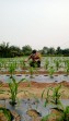 Bhabinkamtibma Polsek Minas Cek Perkembangan Jagung Pipil Usia 30 Hari di Kampung Mandiangin
