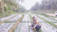 Polsek Minas Pantau Perkembangan Jagung Program Ketahanan Pangan Nasional, Tanaman Capai Usia 95 Hari