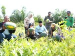 Bumkam Kota Ringin Panen 30 Ton Semangka, Jadi Model Ketahanan Pangan Siak