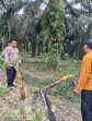 Sembilan Gajah Liar Masuk Lahan Jagung Warga Rantau Bertuah, 150 Tanaman Rusak