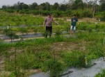 Bhabinkamtibmas Desa Jatirejo Jaya Dampingi Petani Cabai Merah, Polsek Pasir Penyu Perkuat Ketahanan Pangan Nasional