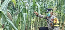 Bripka Elian Cek Perkembangan Jagung Ketahanan Pangan Nasional di Kelurahan Minas Jaya