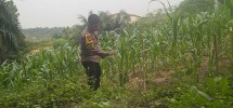 Dukung Ketahanan Pangan Nasional, Bhabinkamtibmas Minas Barat Pantau Pertumbuhan Jagung Pipil Usia 40 Hari