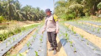 Bhabinkamtibmas Polsek Minas Pantau Pertumbuhan Jagung Program Ketahanan Pangan di Minas Timur