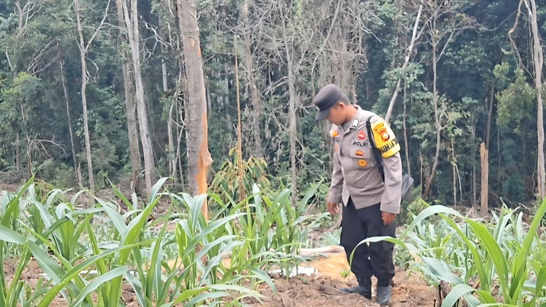 Bhabinkamtibmas Pantau Perkembangan Jagung Pipil di Minas Jaya, Tanaman Usia 32 Hari Tumbuh Subur