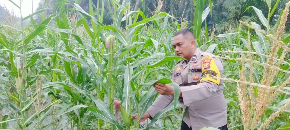 Usia Tanaman 79 Hari, Polsek Minas Cek Perkembangan Jagung Pipil di Minas Timur