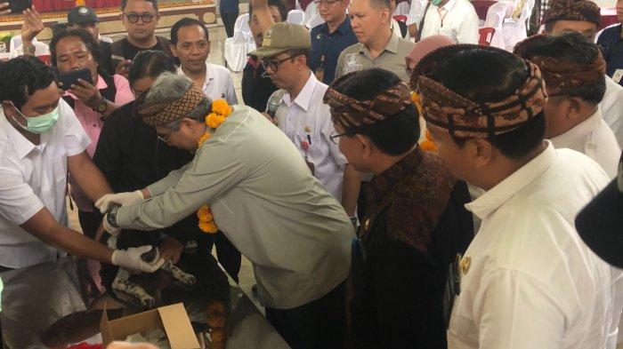 Wamen Pertanian Laksanakan Vaksin Rabies di Desa Adat Kukuh