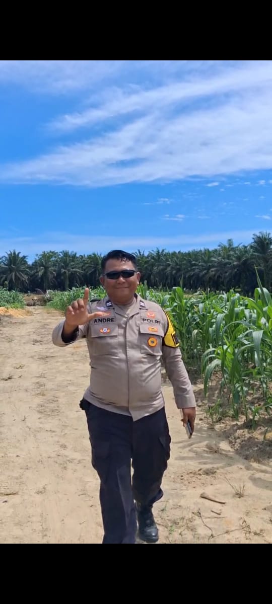 Usia 47 Hari, Tanaman Jagung Pipil di Rantau Bertuah Tumbuh hingga 1,85 Meter