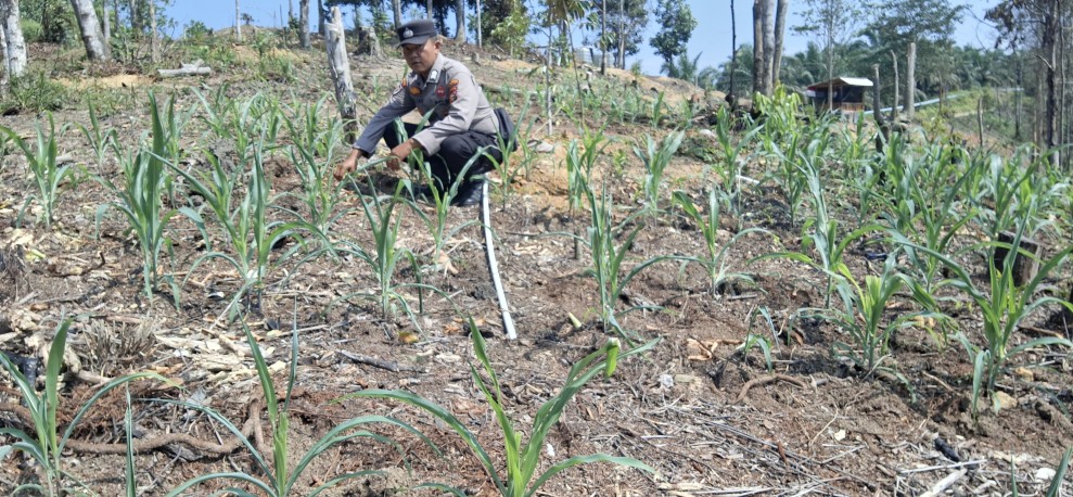 Polsek Minas Pantau Jagung Kuartal II di Agro Wisata Telago, Tanaman Usia 17 Hari Tumbuh Subur
