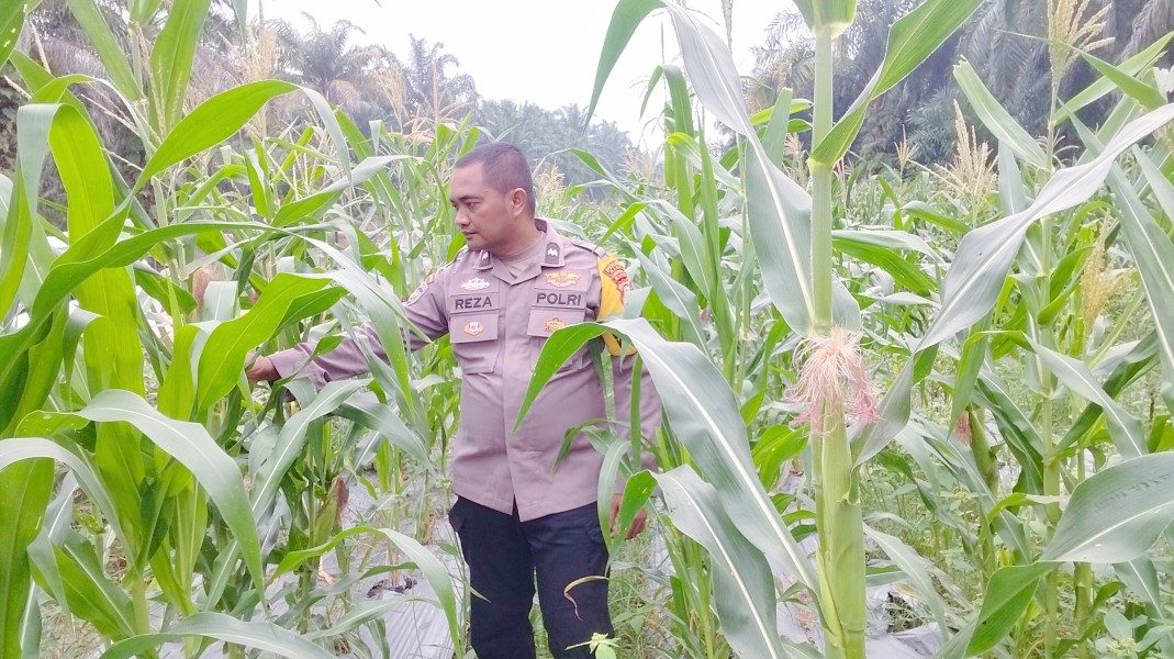Polsek Minas Pantau Perkembangan Jagung Pipil di Minas Timur, Tanaman Usia 70 Hari Tumbuh Baik