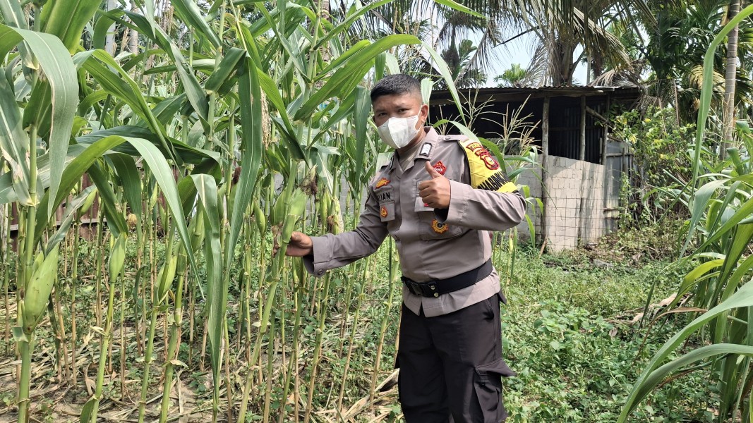 Bhabinkamtibmas Polsek Minas Selalu Rutin Cek Perkembangan Jagung Program Ketahanan Pangan Nasional di Minas Jaya