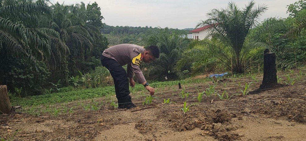 Bhabinkamtibmas Polsek Minas Pastikan Jagung Pipil Usia 73 Hari di Rantau Bertuah Tumbuh Subur Meski Dalam Kondisi Cuaca Ekstrem