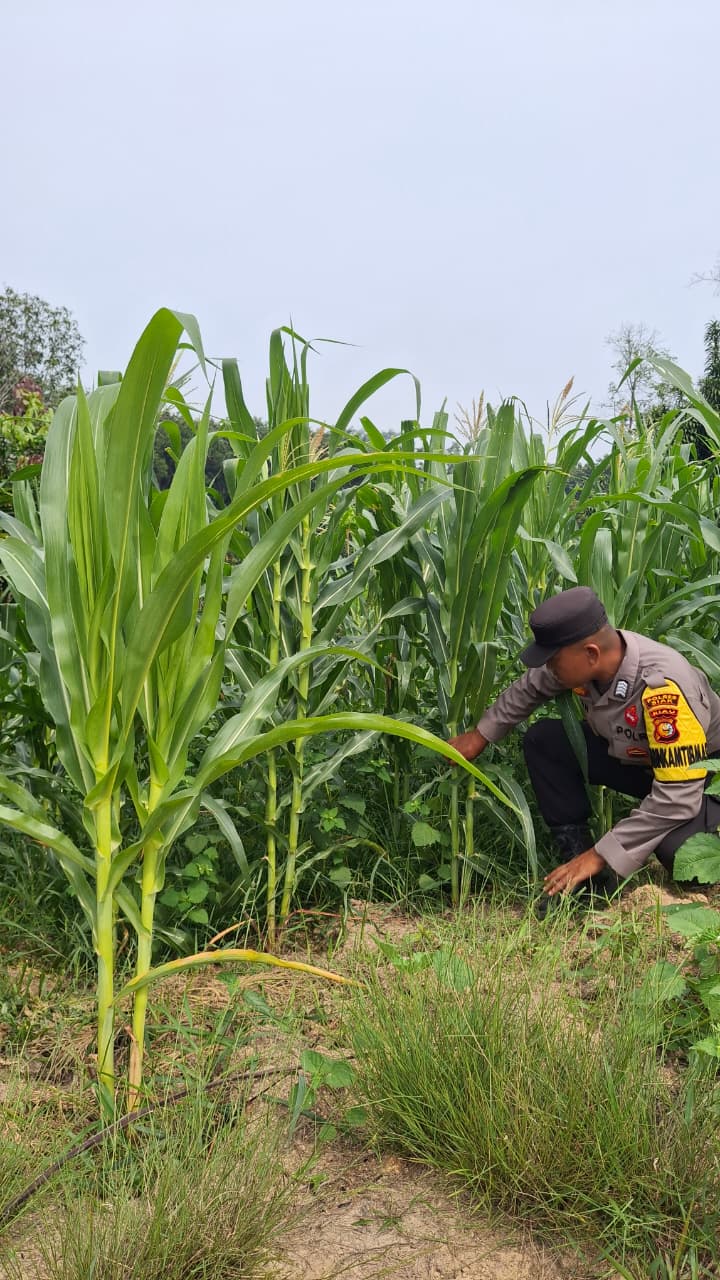 Bhabinkamtibmas Cek Perkembangan Jagung Program Ketahanan Pangan di Minas Jaya, Usia Tanam 52 Hari