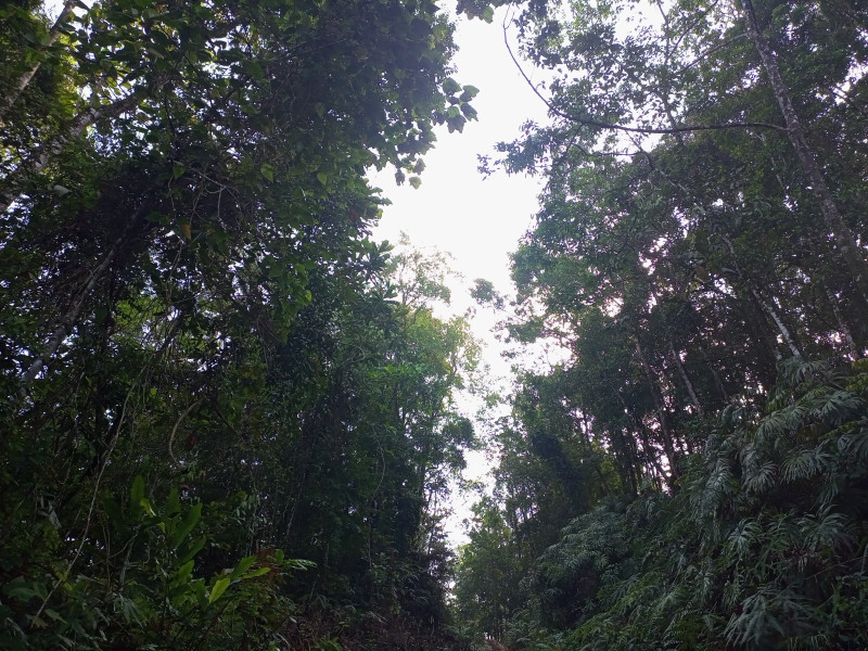 STATUS IZIN MENINGKAT, PT ESDM SIAP MENAMBANG HUTAN LINDUNG BUKIT SANGGUL KABUPATEN SELUMA