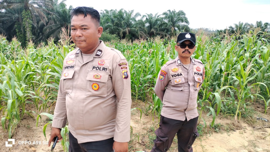 Dicek Wakapolsek Minas, Jagung Pipil di Rantau Bertuah Tumbuh Subur