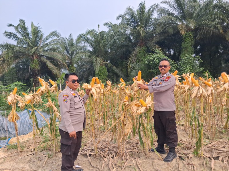 Usia 101 Hari, Tanaman Jagung Pipil di Kampung Rantau Bertuah Siap Dipanen