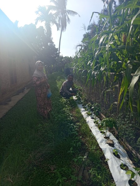 Dukung Program Nasional, Polsek Pasir Penyu Awasi Perkembangan Jagung Pipil di Inhu