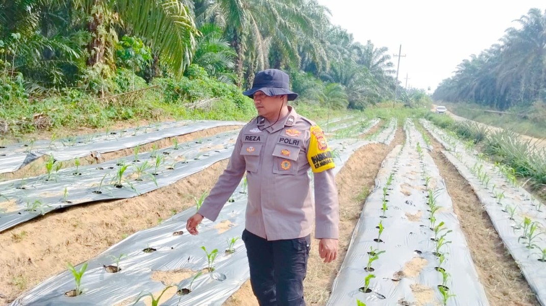 Bhabinkamtibmas Polsek Minas Pantau Jagung Program Ketahanan Pangan Nasional di Minas Timur, Tanaman Usia 26 Hari Tumbuh Baik