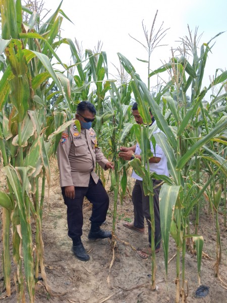 Bhabinkamtibmas Polsek Minas Pastikan Pertumbuhan Jagung Pipil di Minas Barat Berjalan Optimal