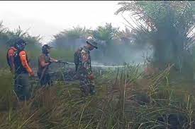 Kebun Kelapa Sawit Milik Masyarakat di Desa Pandahan, Kabupaten Tapin Terbakar