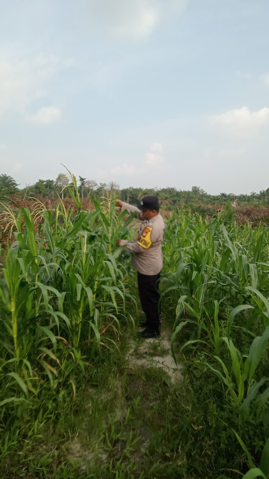 Polsek Minas Pantau Jagung Pipil Usia 78 Hari, Petani Hadapi Gangguan Hama Monyet