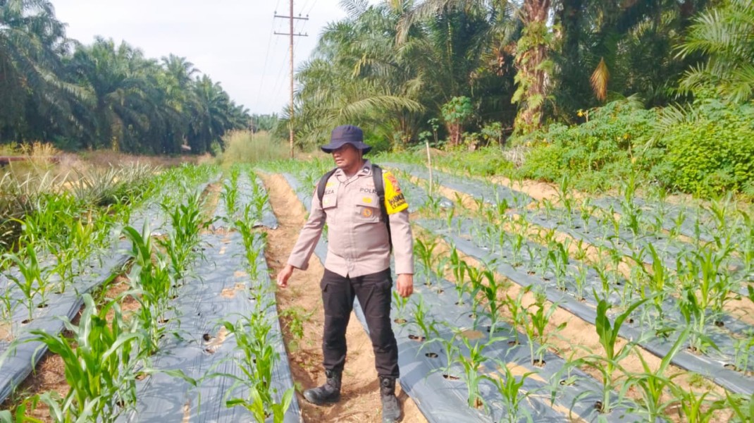 Program Ketahanan Pangan Jagung Pipil di Minas Timur Terus Dipantau, Tanaman Usia 35 Hari Tumbuh Baik
