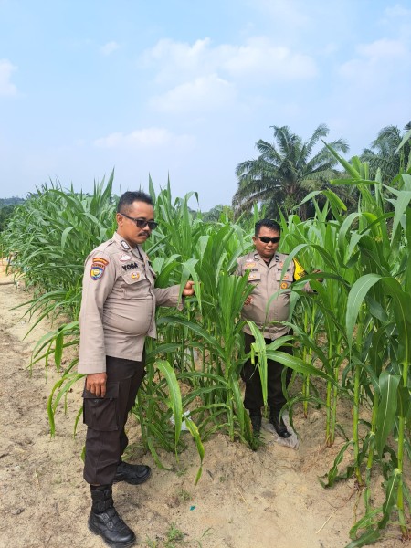 Polsek Minas Pantau Budidaya Jagung Program Ketahanan Pangan di Minas Jaya