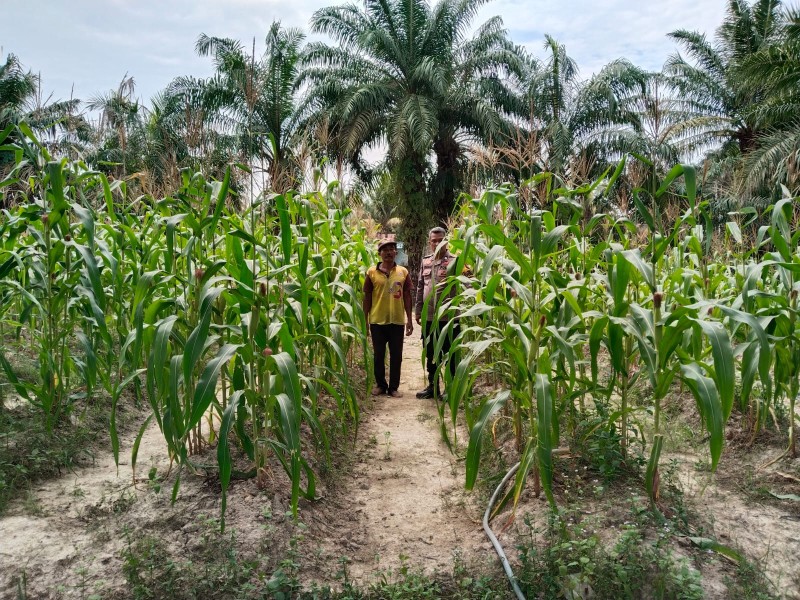 Polsek Pasir Penyu Cek Lahan Jagung Warga, Perkuat Program Ketahanan Pangan Nasional